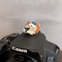 Сфотографируйте кошки и кошки горячие ботинки