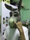 Deluxe Donkey (отправьте солнцезащитные очки)