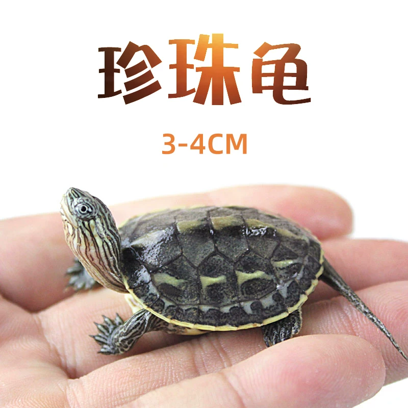 [中华草龟小乌龟活体外塘巴西龟花龟宠物幼水龟金钱龟活物墨龟龟苗]