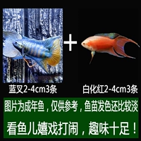 Синяя вилка+альбинос красные саженцы по 3 каждый