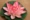 Mô phỏng hoa sen giả hoa sen nước cảnh quan lily nước watercape nổi hoa trang trí cho sân khấu Phật đạo diễn - Hoa nhân tạo / Cây / Trái cây
