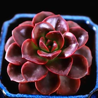 Квадратная шоколадная плитка 3-5 см, одно растение.