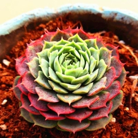 Цвета киновари, 3-5см