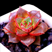 Ямато Джин 3-5 см