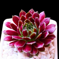 Темно-фиолетовый