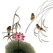 Su thêu DIY kit người mới bắt đầu Giới thiệu Khâu quét Song người hoa và chim Hoa sen Tự học thêu không dựa trên thêu