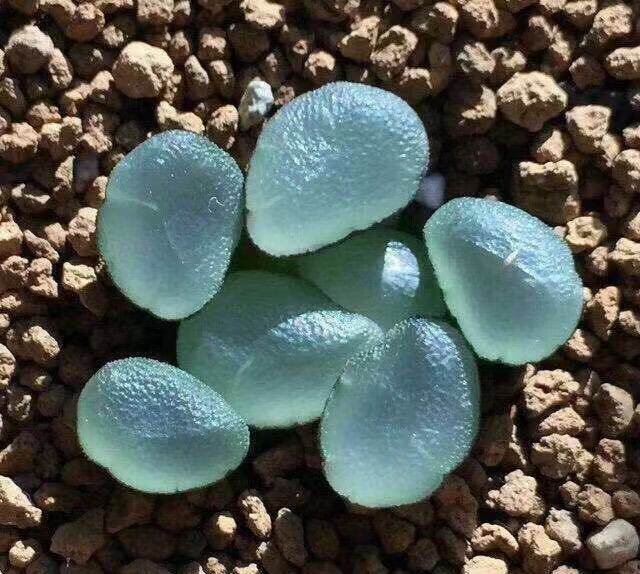 1Year 4CM Succulent Plant Purple Lens Maughanii Haworthia