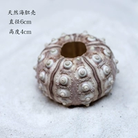 Натуральный морской корни раковина