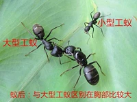 Японская бабочка Camponotus japonicus art World World Biological Experimental Poperatimental Poperationalization