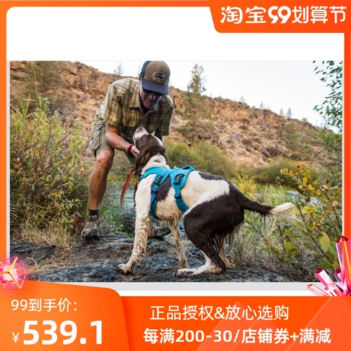 Rafewell Wang Dog's Dog's Beta Beta RW Dog Bare сообщил о Тедди Golden Shiba Inu La Dardy Teddy Products