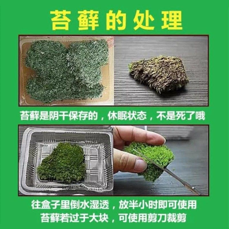 [閲庣敓鐧藉彂钘 鑺辩泦閫犳櫙閾洪潰鑽夌毊鑻旇棑寰櫙瑙傜敓鎬佺摱diy鐜荤拑鐩嗘櫙闈掕嫈]