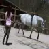Decathlon đào tạo ngựa cinch thực hành tráng thích nghi một loạt các reins cưỡi ngựa thể thao FOUGANZA