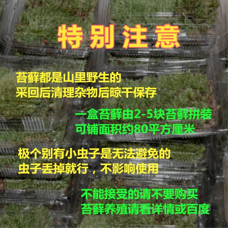 [閲庣敓鐧藉彂钘 鑺辩泦閫犳櫙閾洪潰鑽夌毊鑻旇棑寰櫙瑙傜敓鎬佺摱diy鐜荤拑鐩嗘櫙闈掕嫈]